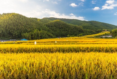 稻田