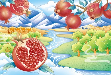 石榴插畫