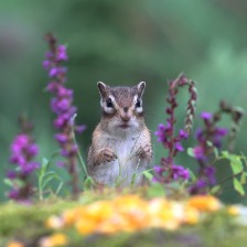 花栗鼠