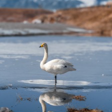 新疆赛里木湖天鹅