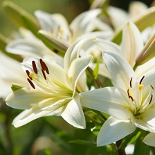 百合花