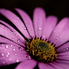 雏菊