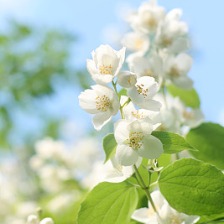 茉莉花