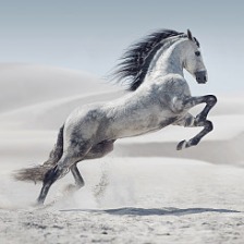 白馬