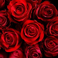 玫瑰花束