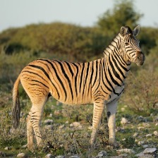 野生斑馬