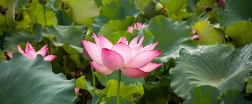 夏季荷花開(kāi)放