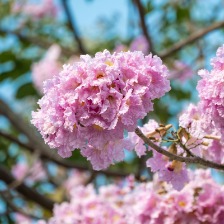 紫花风铃木