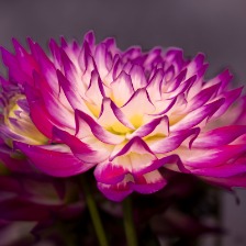 波斯菊