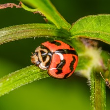紅黑相間瓢蟲
