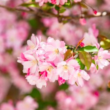 垂絲海棠花