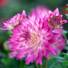 大丽花