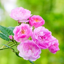 粉色薔薇花