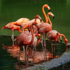水边成群的美丽火烈鸟