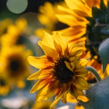 夕阳逆光中的黄色向日葵花朵