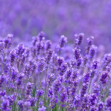 薰衣草花