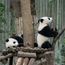 幼年大熊猫