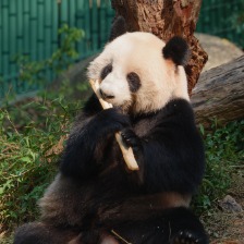 熊貓