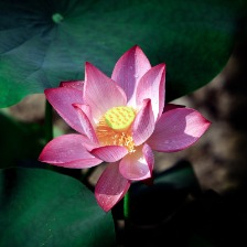 盛開(kāi)荷花