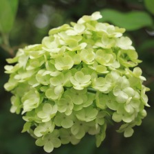 绣球花