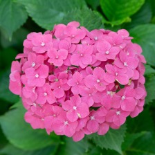 粉色繡球花