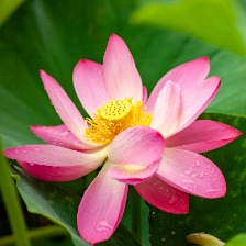 夏日荷花