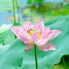 粉色荷花