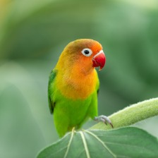 鹦鹉