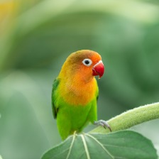 鸚鵡