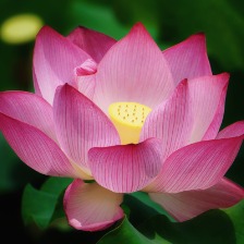 盛開(kāi)的荷葉
