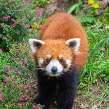 中华小熊猫