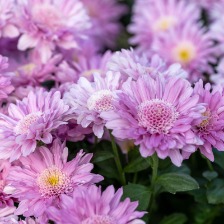 娇艳绽放的粉紫色菊花