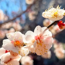 春日绽放的娇艳白梅花