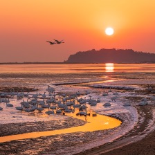夕阳下的天鹅栖息湿地