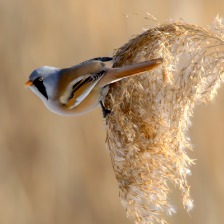 雪地精灵文须雀