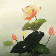 荷花插画