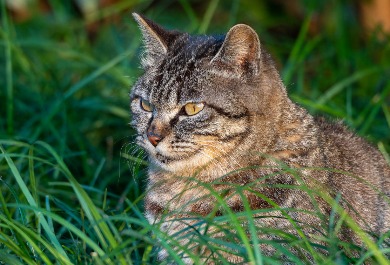猫
