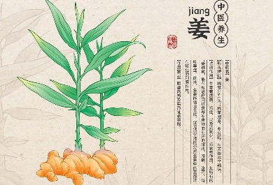 生姜插画
