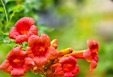 凌霄花