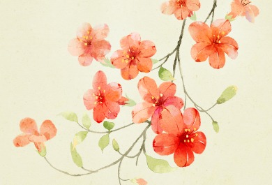 凌霄花插画