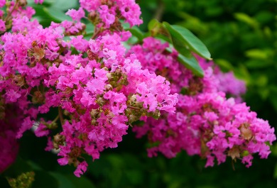 紫薇花