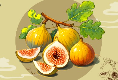 无花果插画