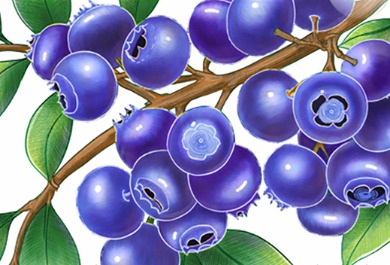 蓝莓插画